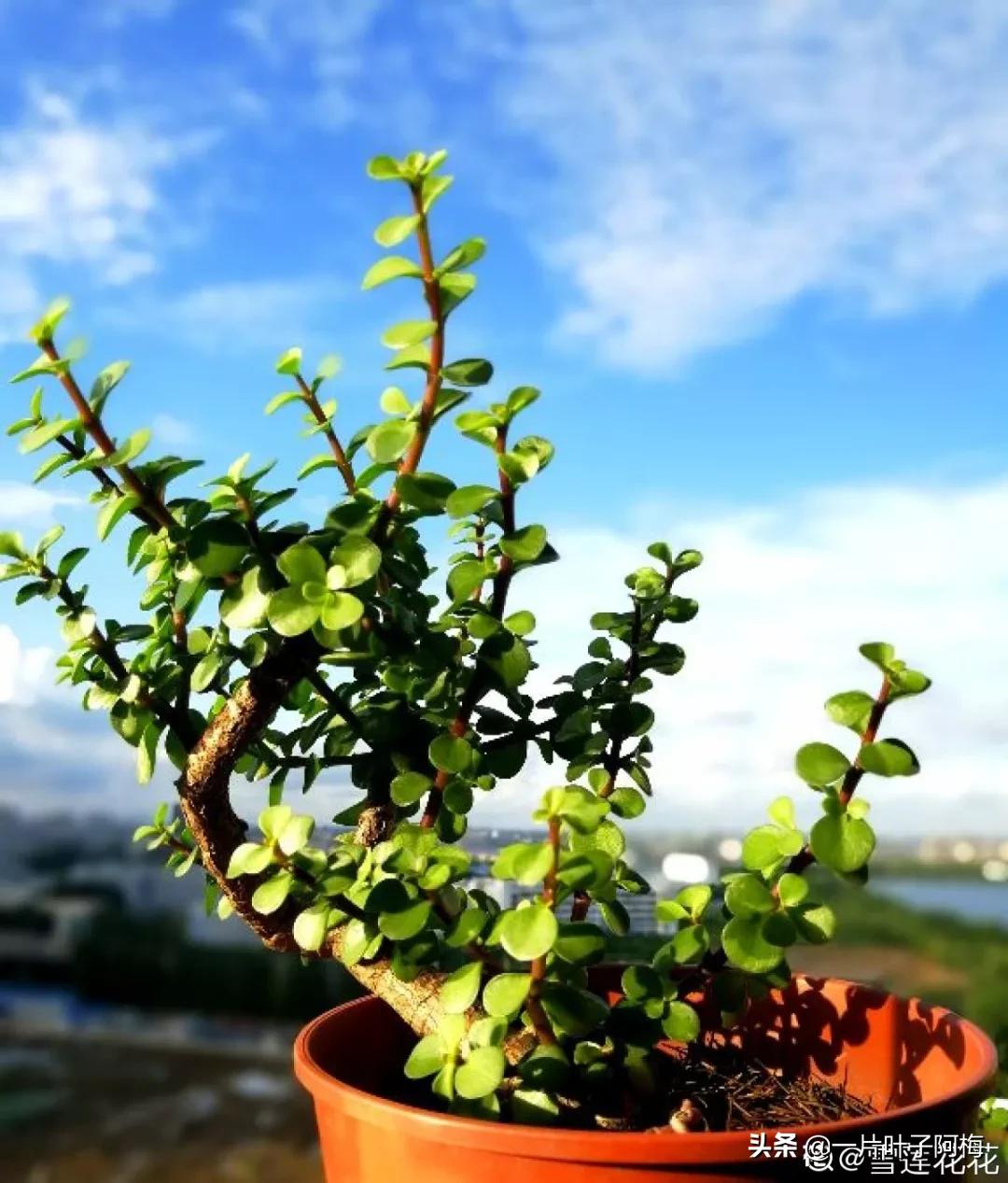 金枝玉叶干枯一碰就掉,金枝玉叶一夜之间掉了好多叶子