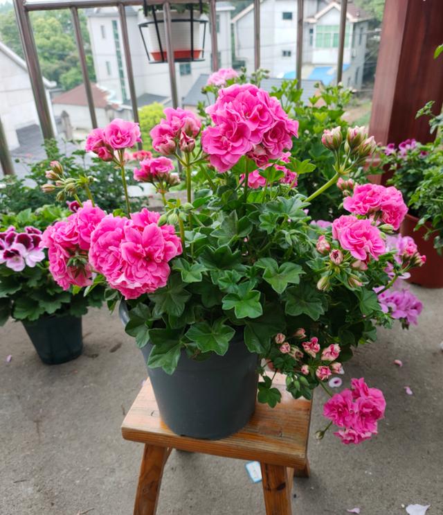 适合9月份养的绿植,四季最好养的10种花