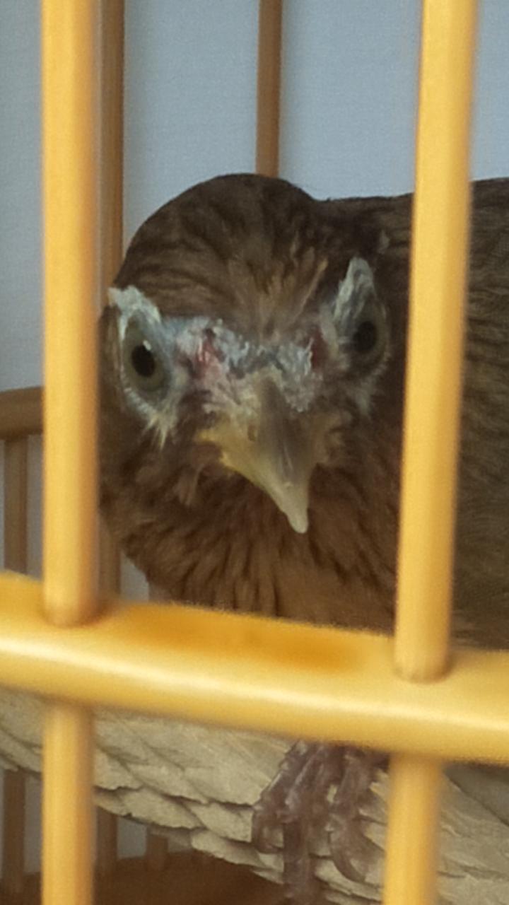 画眉鸟性格好不打架,小方头画眉鸟的性格