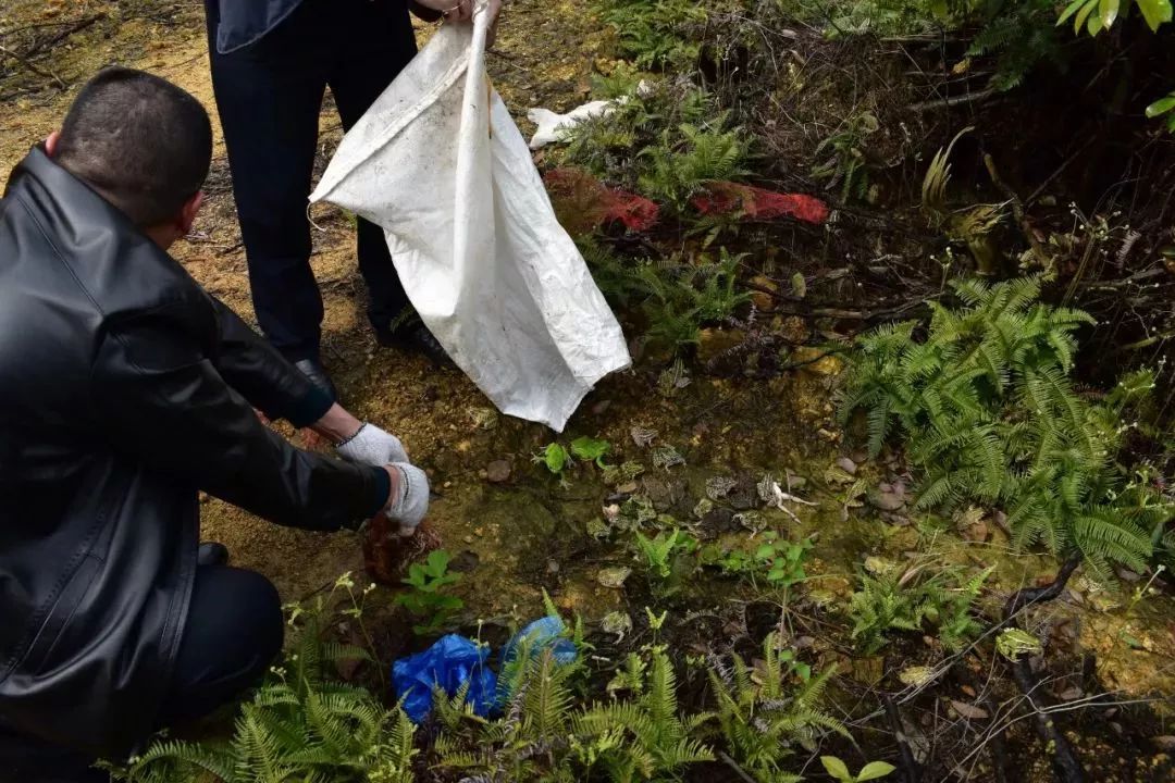 野生树蛙吃了犯法吗,吃树蛙判几年