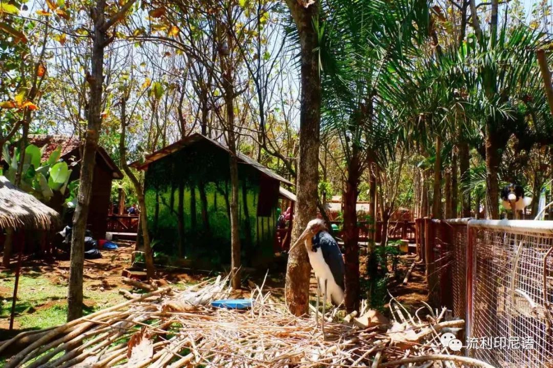 印尼玛琅游记,印尼玛琅海滩