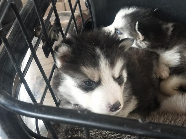 开封杨丰宠物市场最新价格信息,开封杨丰宠物市场现在开着吗