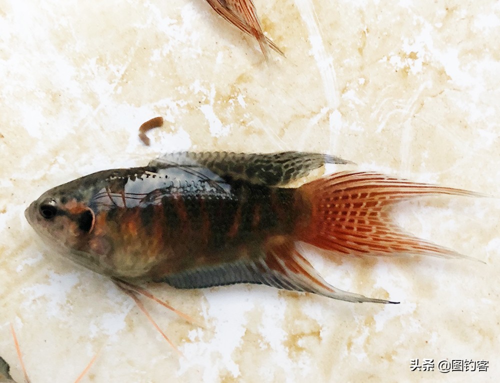 “一生都在打架中度过”：中国斗鱼，是观赏鱼中的“平头哥”