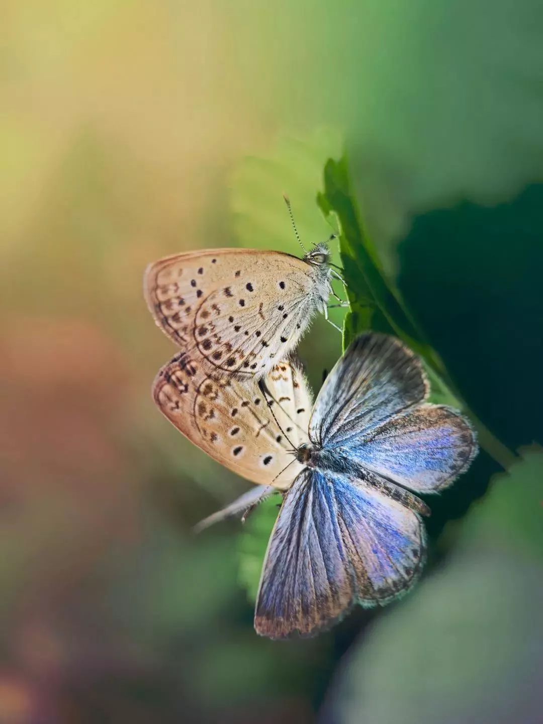 赞别人拍的照片,你用手机拍过哪些最美的照片