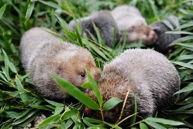 农村养殖致富小创业项目有哪些,农村最赚钱的五个养殖项目是哪些