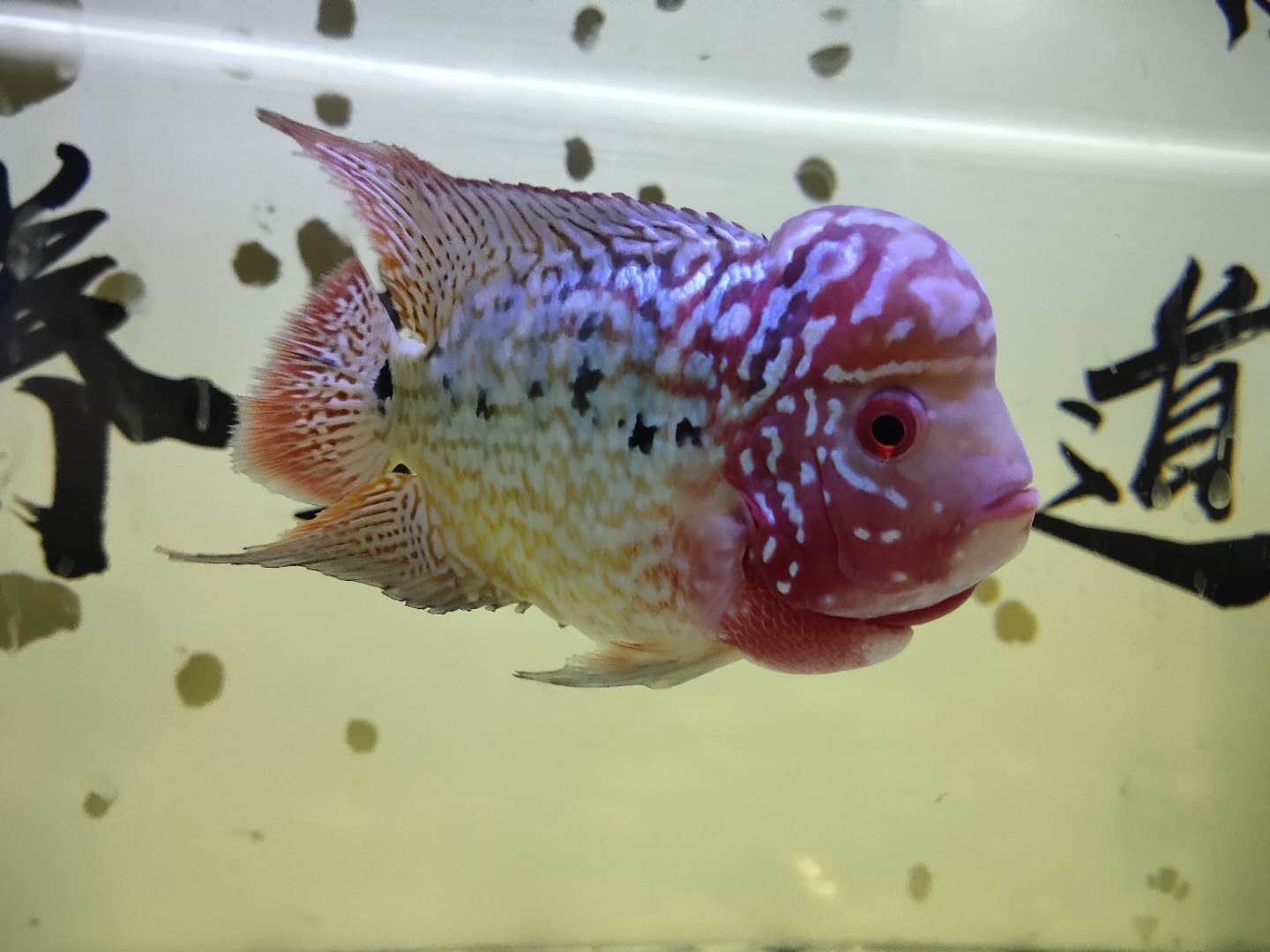 为什么罗汉鱼越来越小,罗汉鱼能活几年