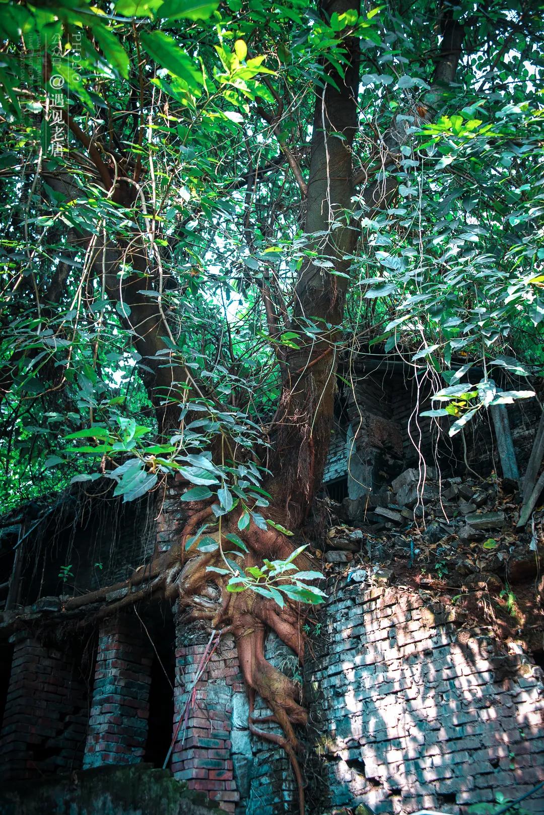 老泸州的回忆,泸州小市老城区