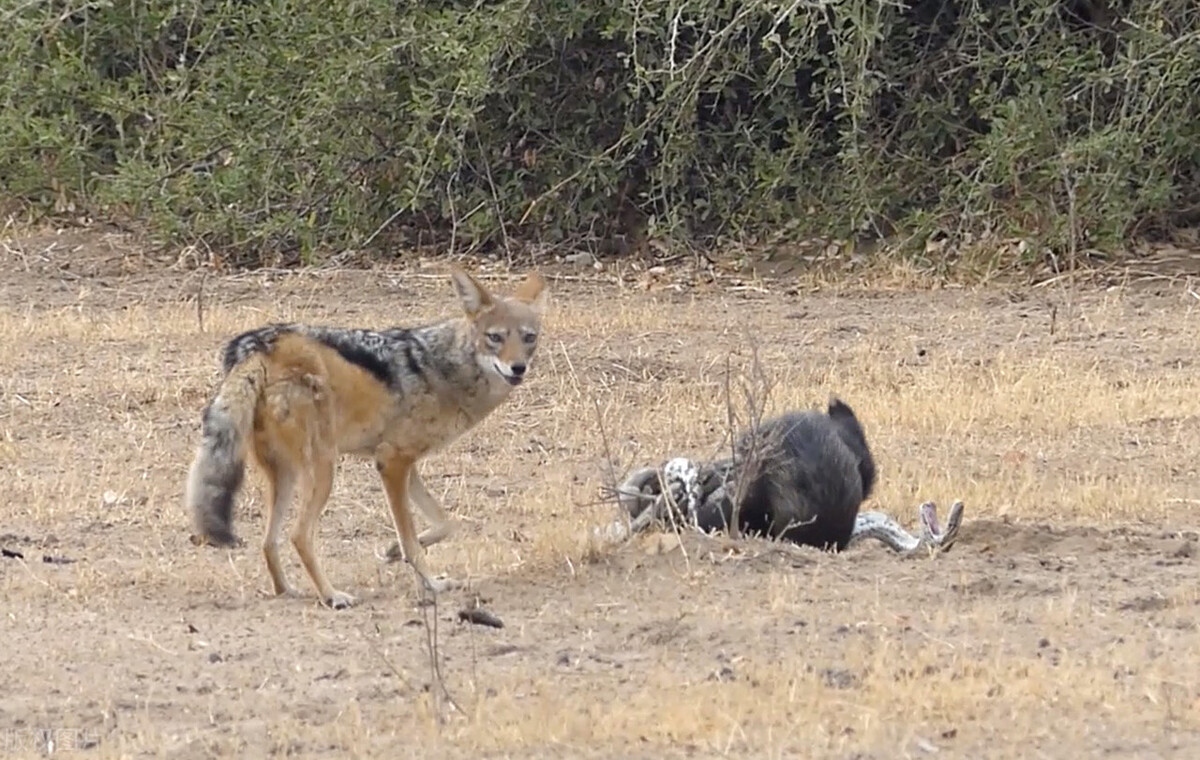 平头哥蜜獾无所畏惧智商很高,平头哥蜜獾到底是什么动物