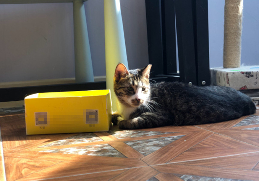 辟谣，剪流浪猫耳朵的都是坏人？需知这也是一种保护方式