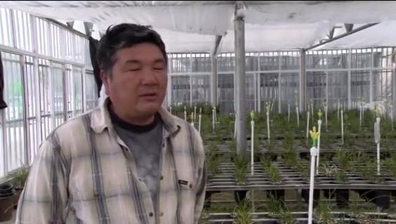 桐柏什么地方种兰花,桐柏种兰花