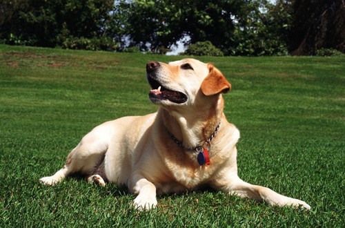 狗狗趴一会起来腿就瘸是怎么回事,狗狗趴久了站起来一瘸一跛