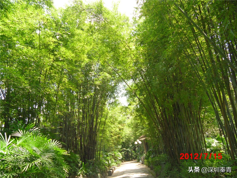 深圳16大免费公园荔枝公园,深圳荔枝公园真的太美了