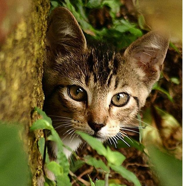 猫咪的生命越来越弱,猫咪挑食不长肉应该挑选哪种猫粮