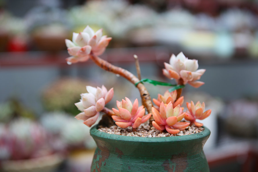 多肉枯萎了怎么恢复,多肉枯萎了怎么让它重新恢复