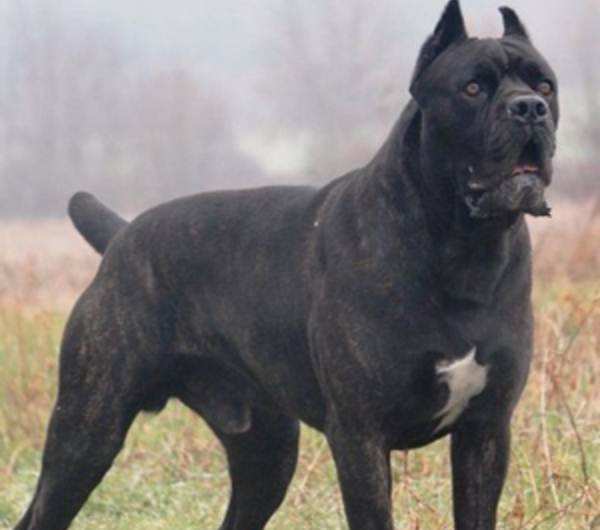 霸气勇猛的卡斯罗护卫犬,卡斯罗护卫犬保镖