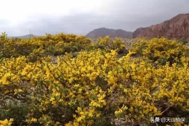荒漠发现的生物,新疆戈壁滩常见低矮植物