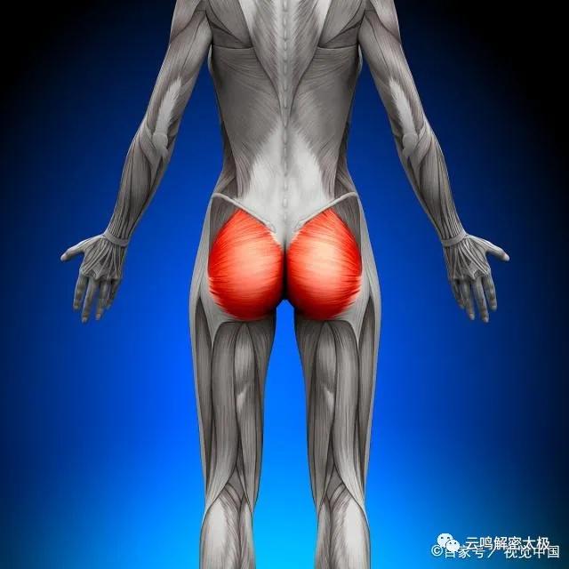 开胯和松胯的特殊方法,髋关节,骶骨,尾骨,腰关节的详细介绍