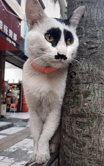 全网都以为复旦大学的猫被偷了，几天后…气得想骂猫