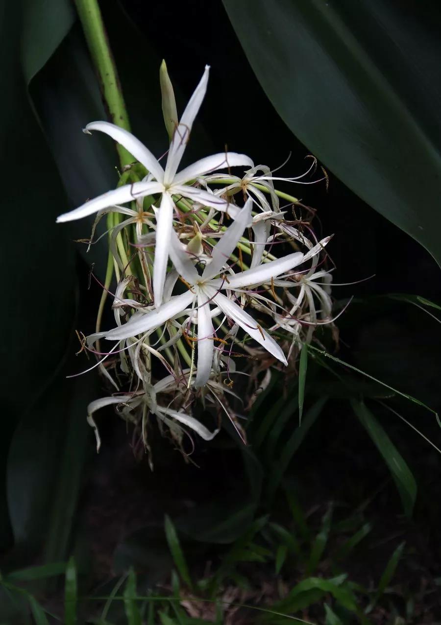 这4种花卉很漂亮花量大观赏度高,20种漂亮花好看不好养