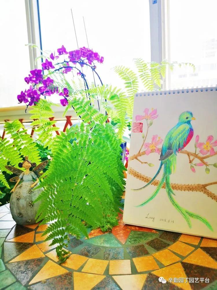 （2021）园丁奖阳台组《008号》星星的花园