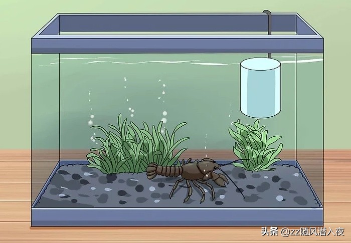 如何养小龙虾视频教程,怎么饲养小龙虾小龙虾吃什么