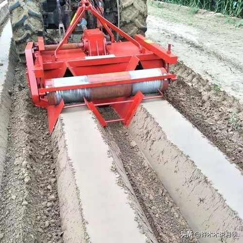 种了月季遇到下雨会不会淹死,月季被尿浇死怎么补救