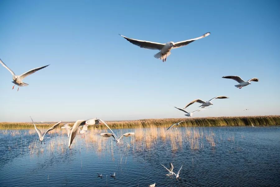 额济纳戈壁滩记录,额济纳戈壁滩沙漠