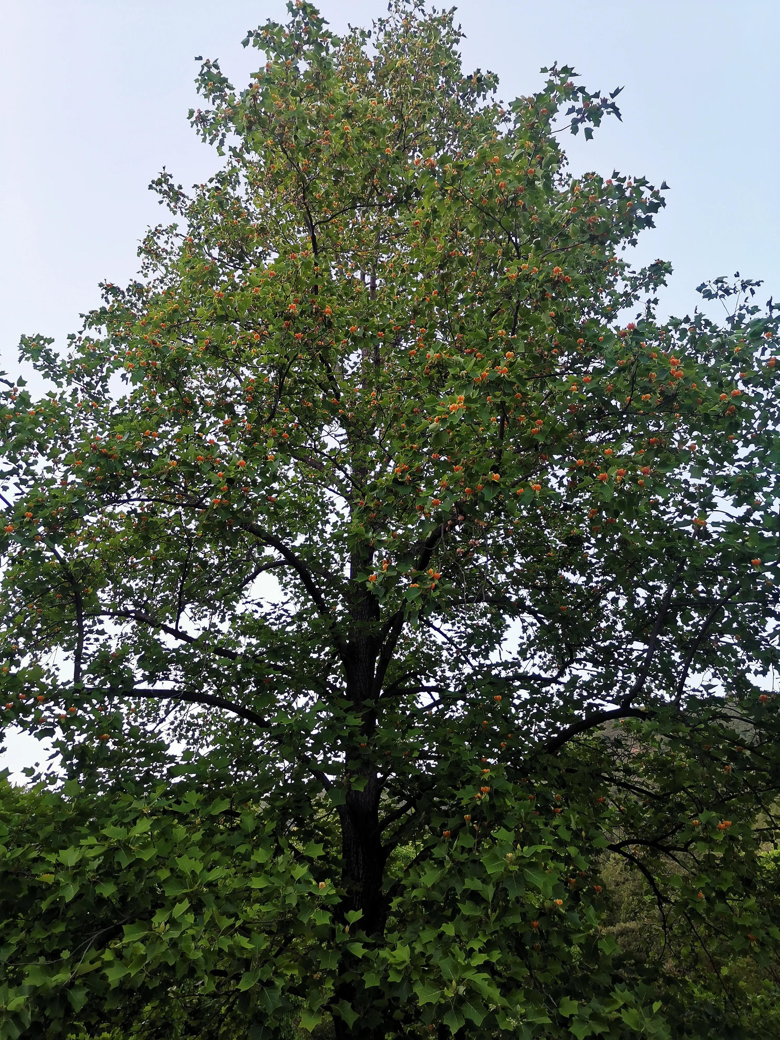 北京植物园牡丹园最佳观赏时间,北京牡丹花最佳观赏公园排名