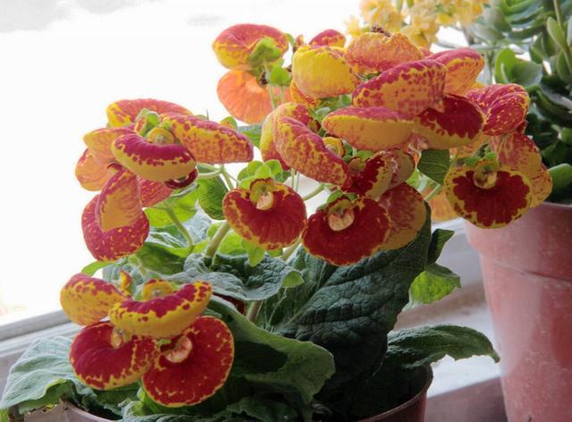 这款荷包只能种，却不能用，实用性不强喜欢的人却一大把