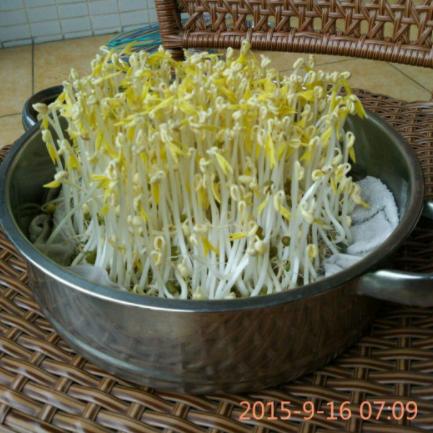什么豆子都可以发豆芽菜,黄豆发豆芽菜的简单方法