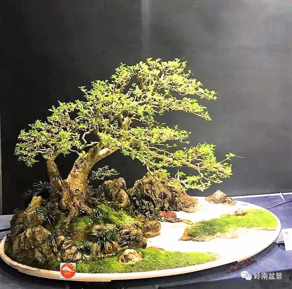 苍劲古朴挺拔有力的老桩盆景欣赏,老态龙钟盆景作品欣赏