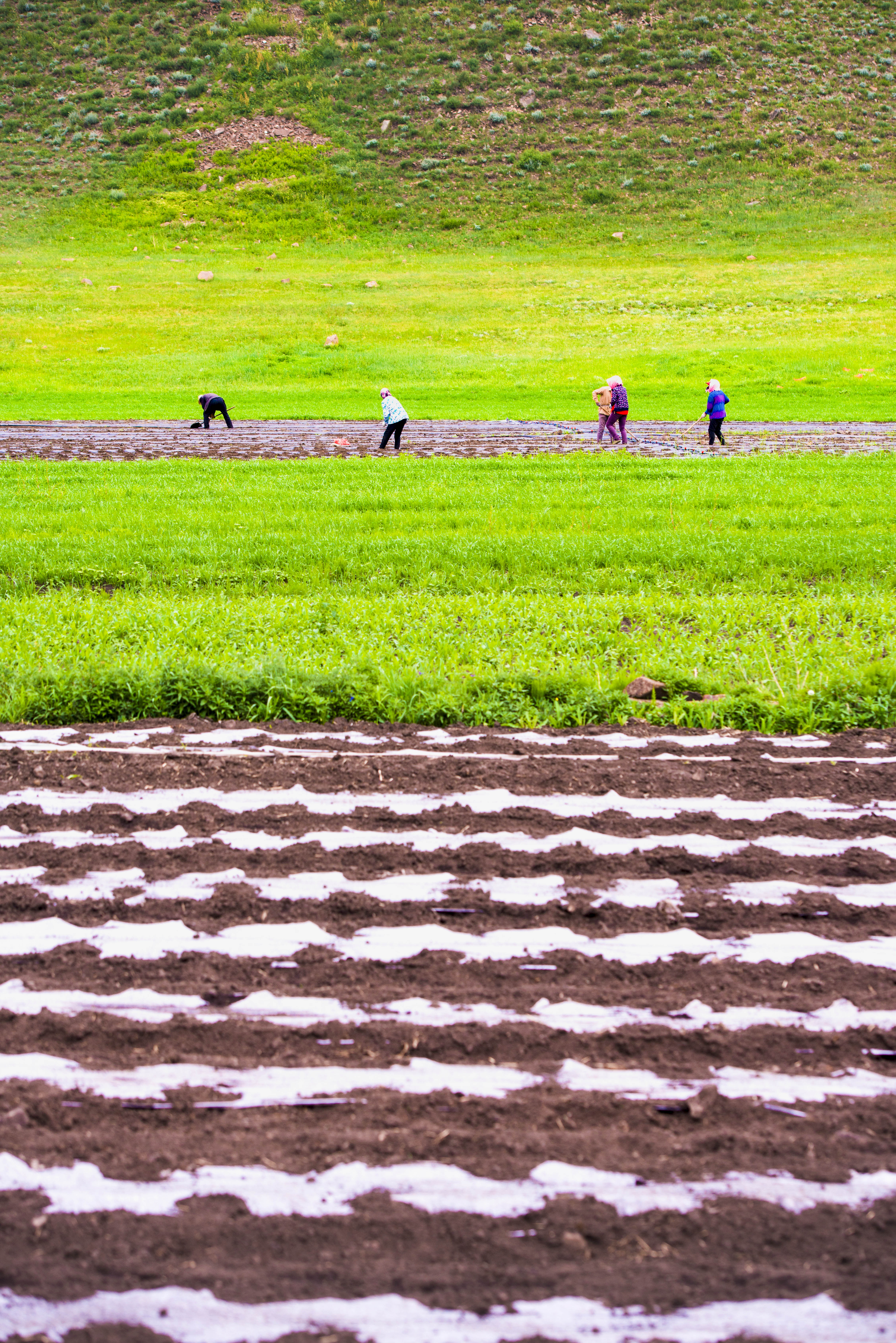 坝上草原照片高清图片,坝上草原风景图100张