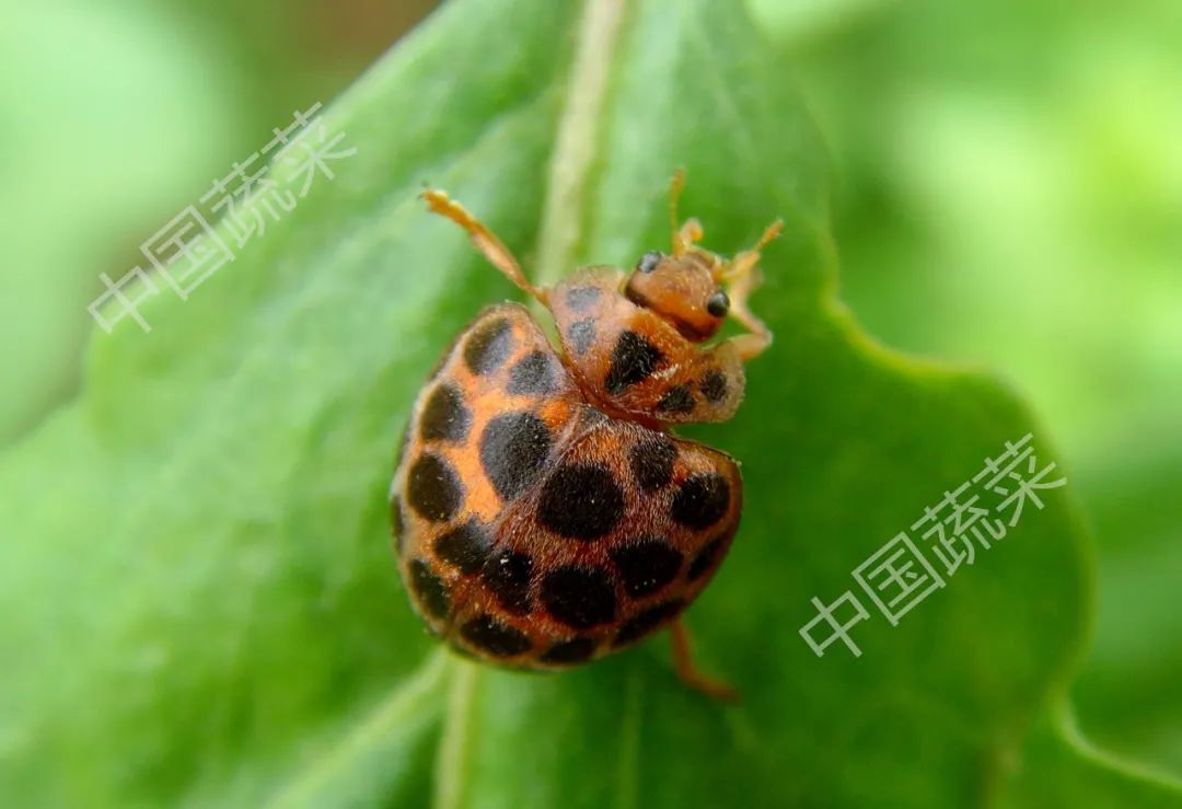 马铃薯瓢虫特点,马铃薯瓢虫吃土豆吗