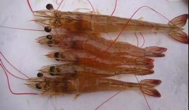 对虾红脚是什么原因,对虾红体的原因及其应对办法