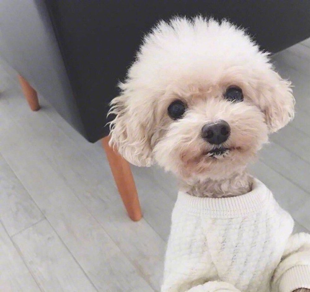 泰迪犬好养吗会不会咬人,泰迪犬好