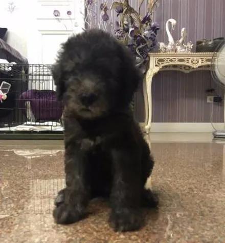 黑狗换毛期,黑狗换毛期变白