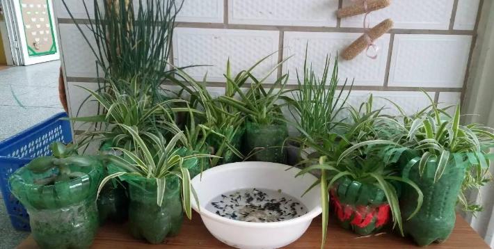 塑料桶养花的正确方法,塑料瓶子养花注意事项