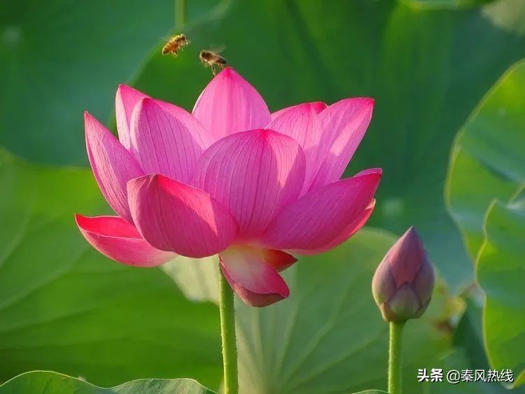 履职尽责勇担当——兴平市川流寨村*党**支部书记兼村委会主任张小川