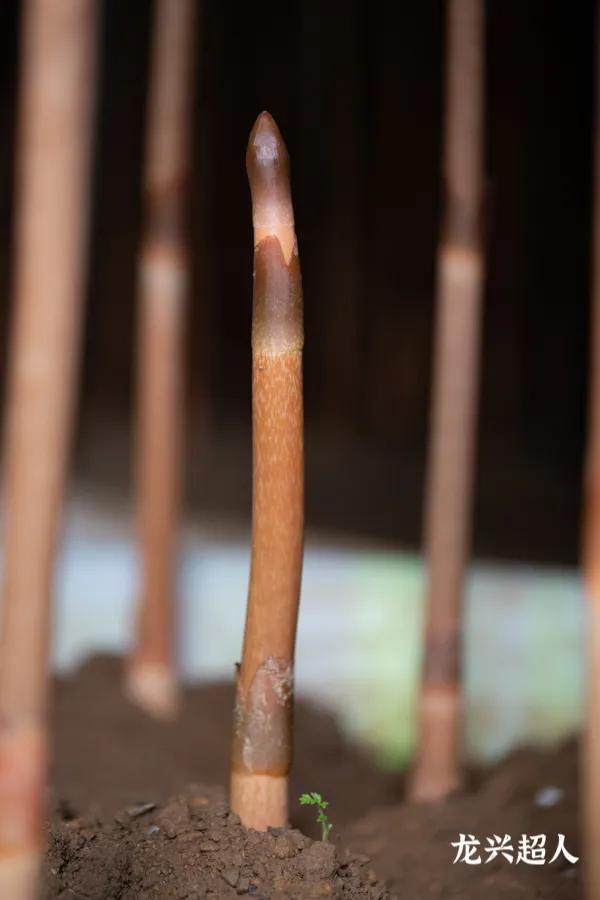 贵州的道地药材天麻,天麻属于哪里的道地药材