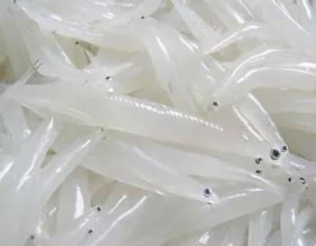 银鱼生态危害,银鱼导致蓝藻爆发