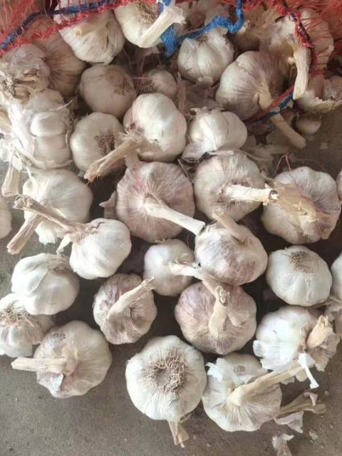 2020蒜苔行情预计大蒜多少钱一斤,2023年大蒜价格最新行情走势