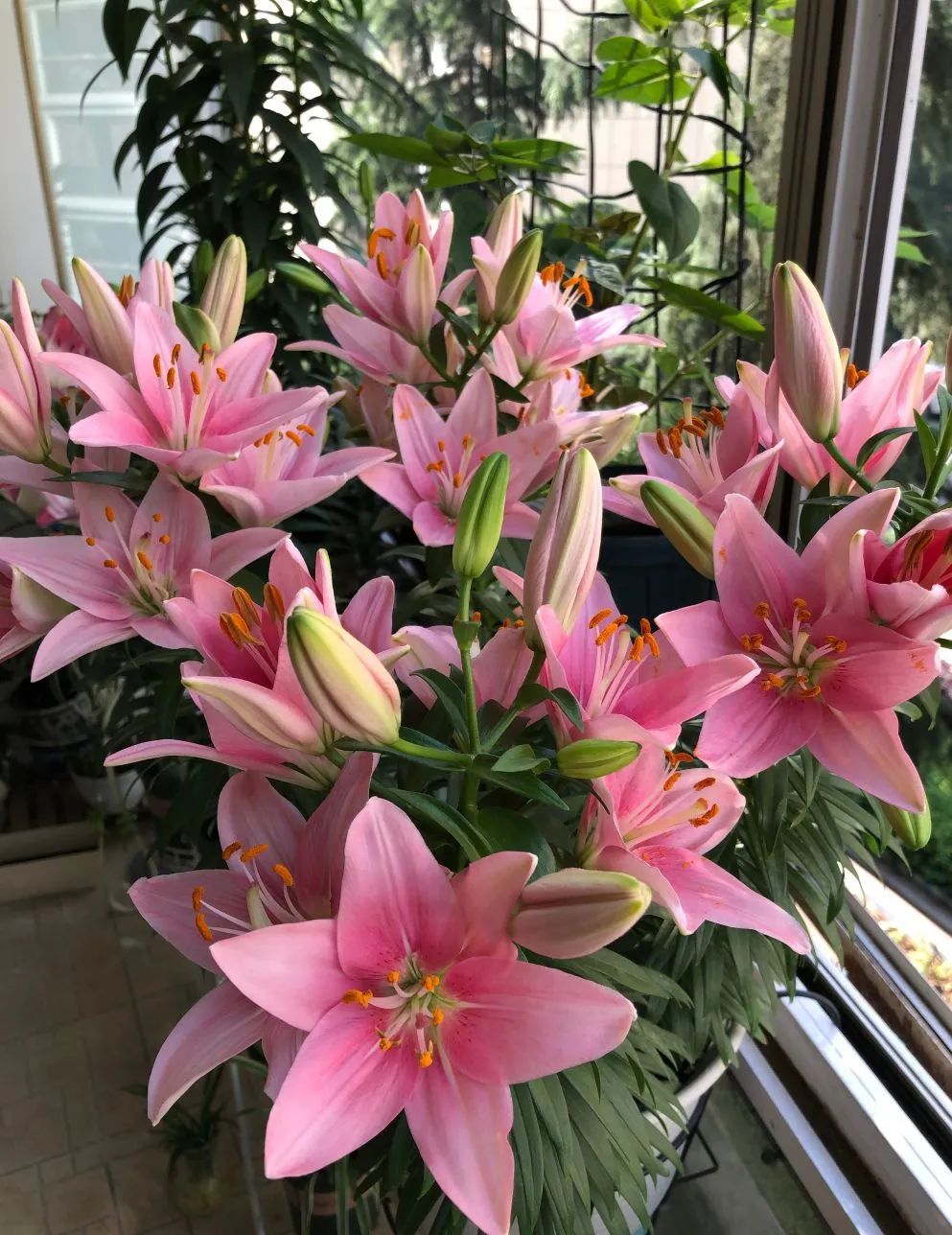 秋日赏花，百合必须要拥有姓名