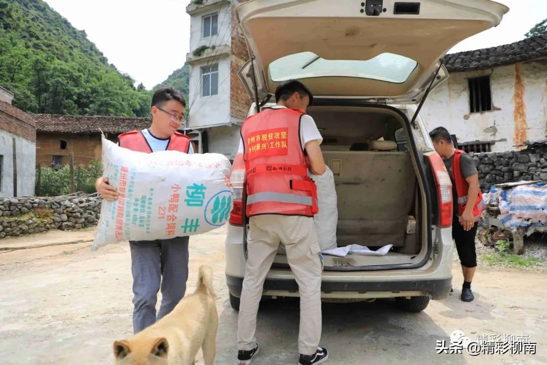 乡镇辣椒丰收信息,火红的辣椒映出红红火火的日子