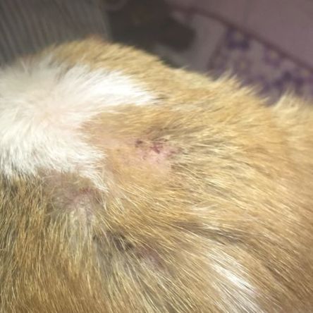 怎么学给狗看病,学给狗狗看病去哪里学