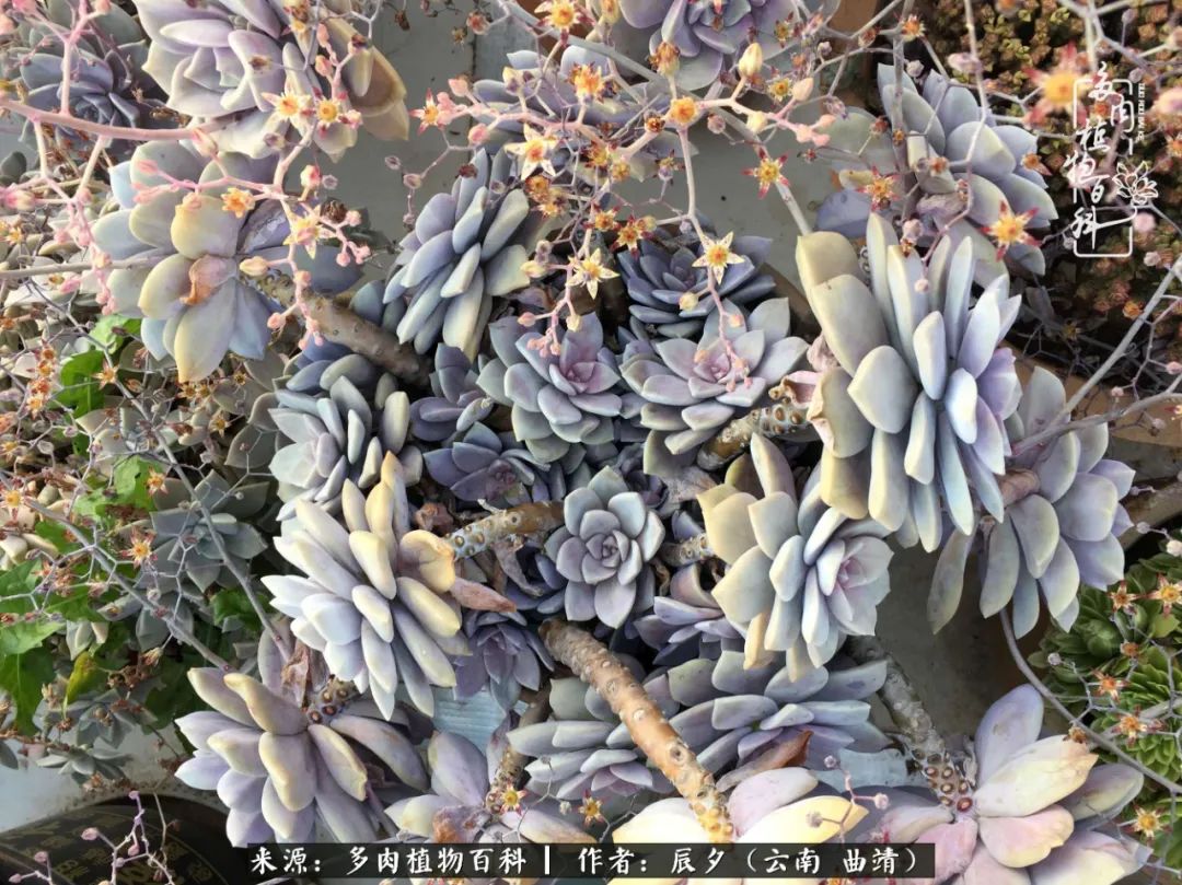 缂辩换鏃栨棊钁宠暏鐢熼,缂辩换鏃栨棊钁宠暏鐢熼鍑哄