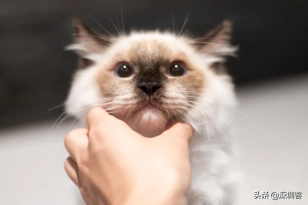 何以解忧唯有撸猫头像,何以解忧唯有撸狗