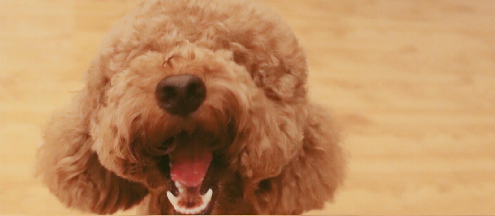 为什么泰迪很讨厌,为什么有些人讨厌泰迪