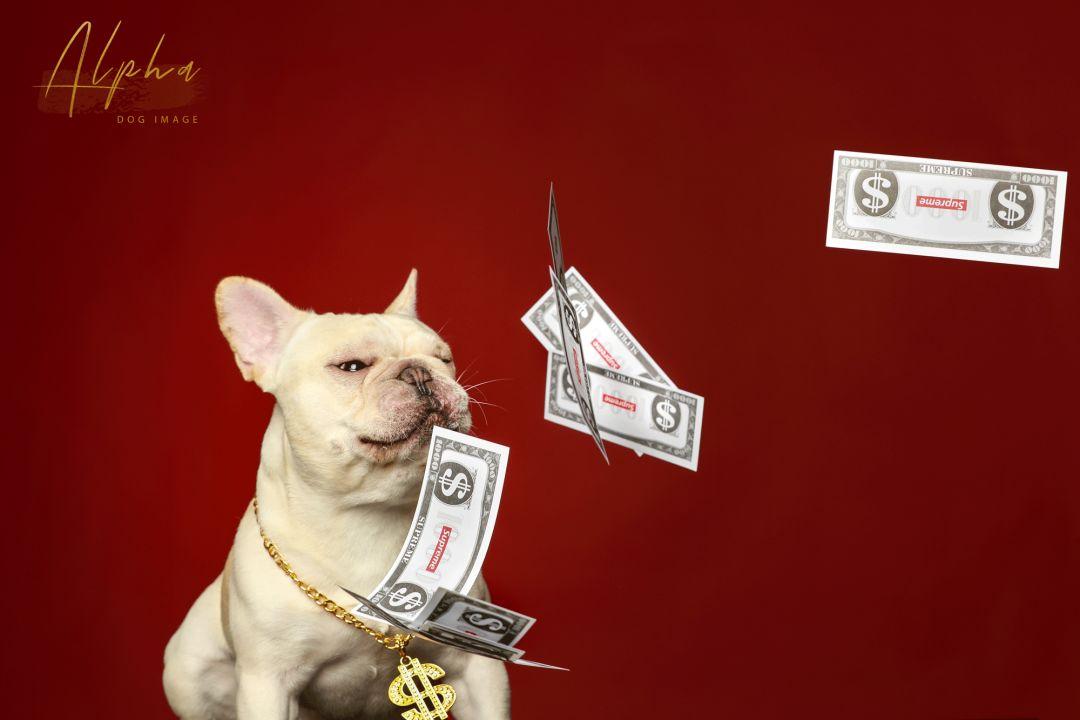 Pick到一家宝藏「宠物写真馆」!福利已谈好,铲屎官快冲鸭