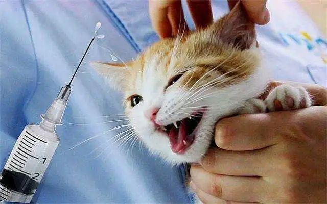 菊部周边长了个肉疙瘩,菊部旁边长了个肉疙瘩