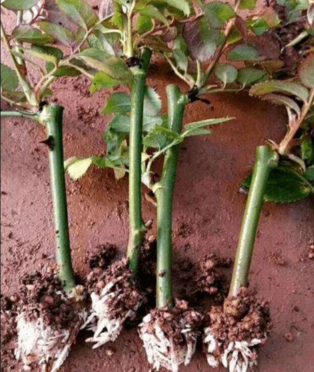 花中皇后月季花视频,小玫瑰月季怎么养护和管理